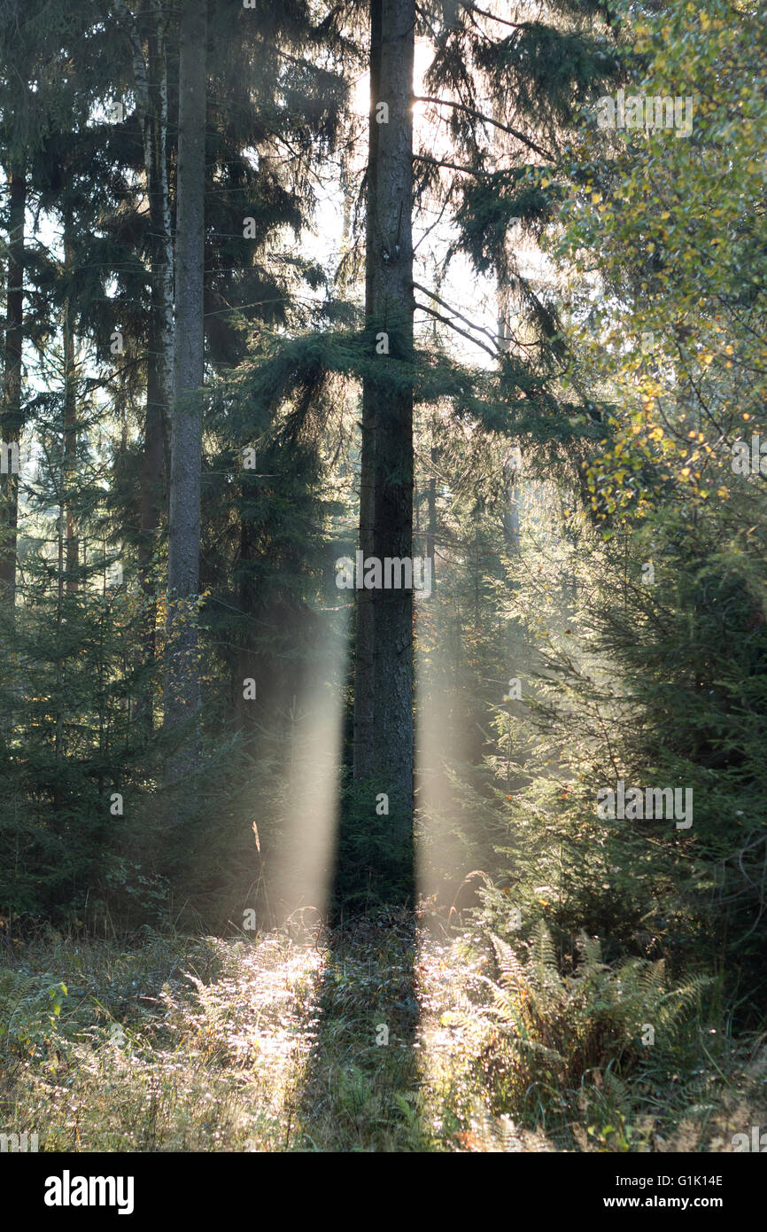 Albero di abete rosso nella mattina di luce posteriore Foto Stock