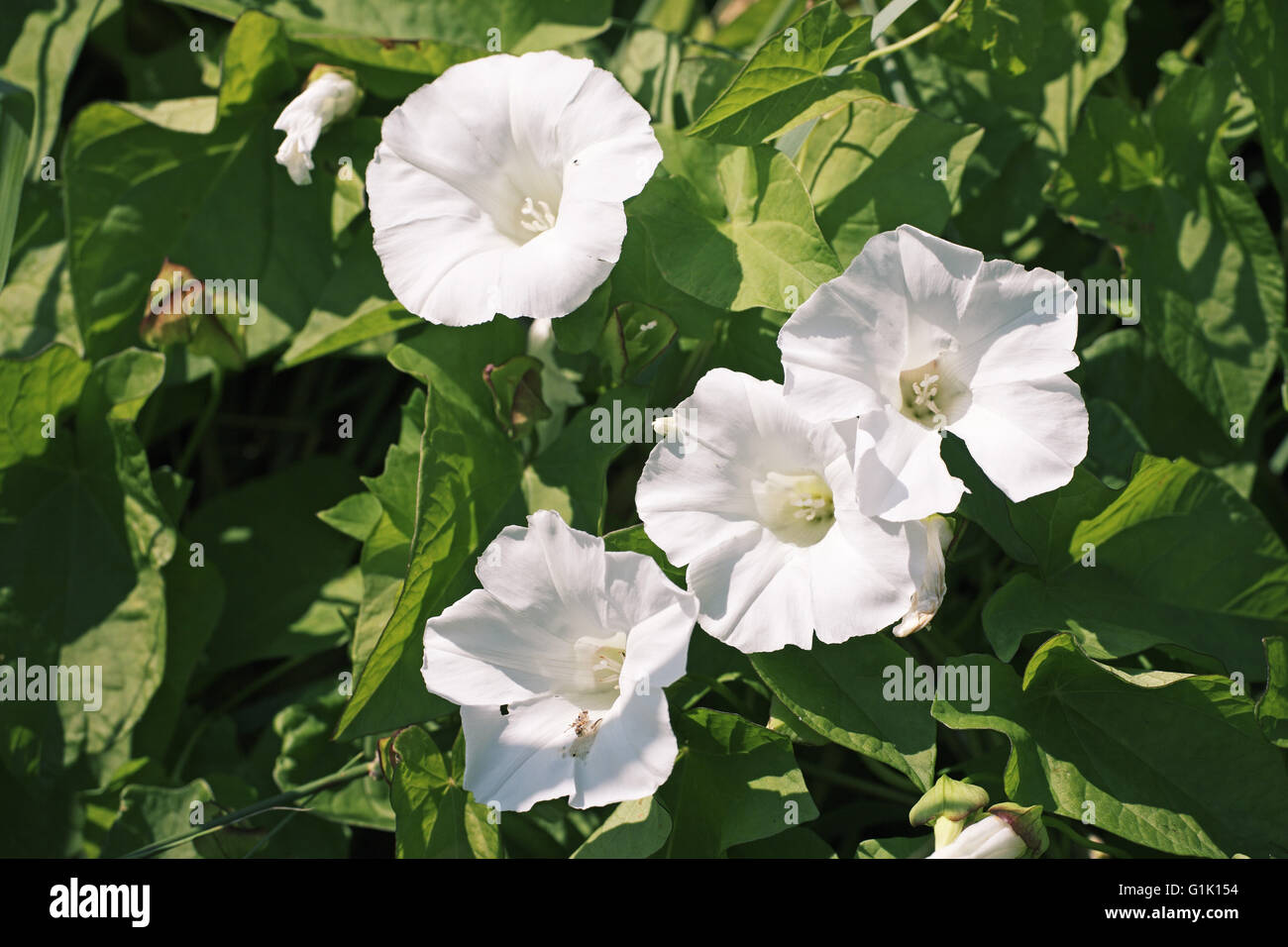Hedge centinodia Calystegia sepium Foto Stock