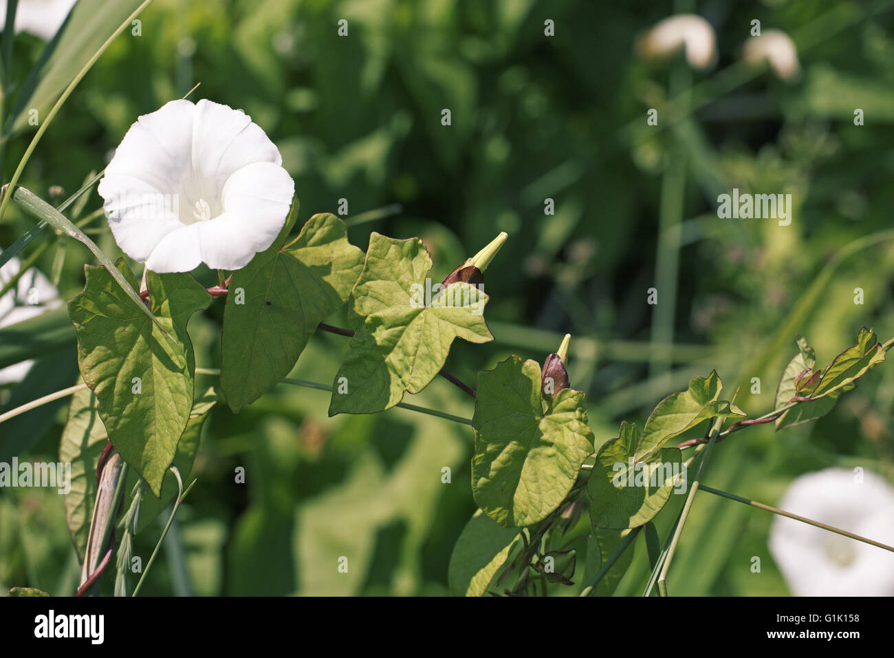 Hedge centinodia Calystegia sepium Foto Stock