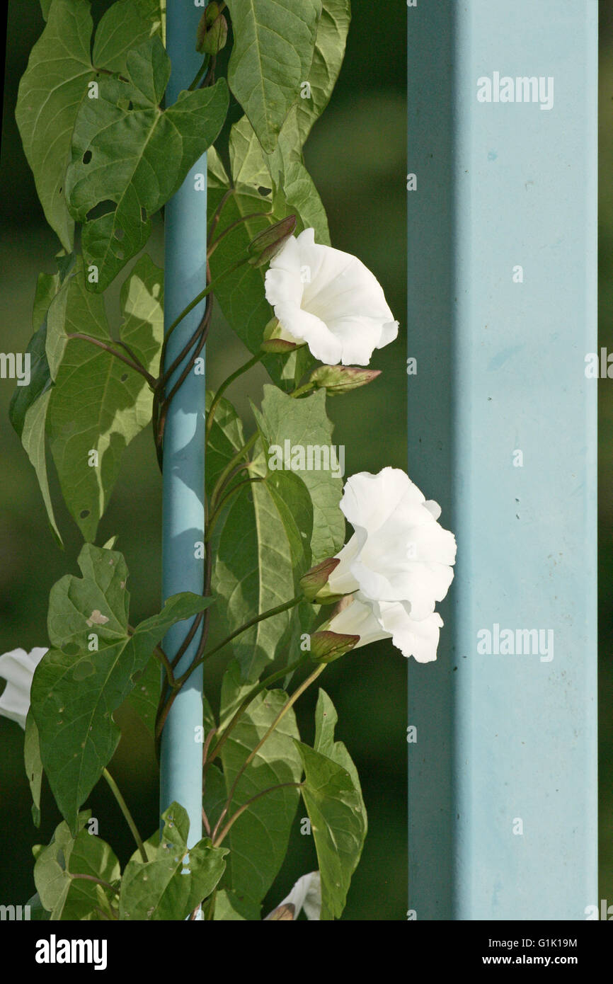 Hedge centinodia Calystegia sepium sul ponte di ringhiere Dorset Inghilterra Foto Stock