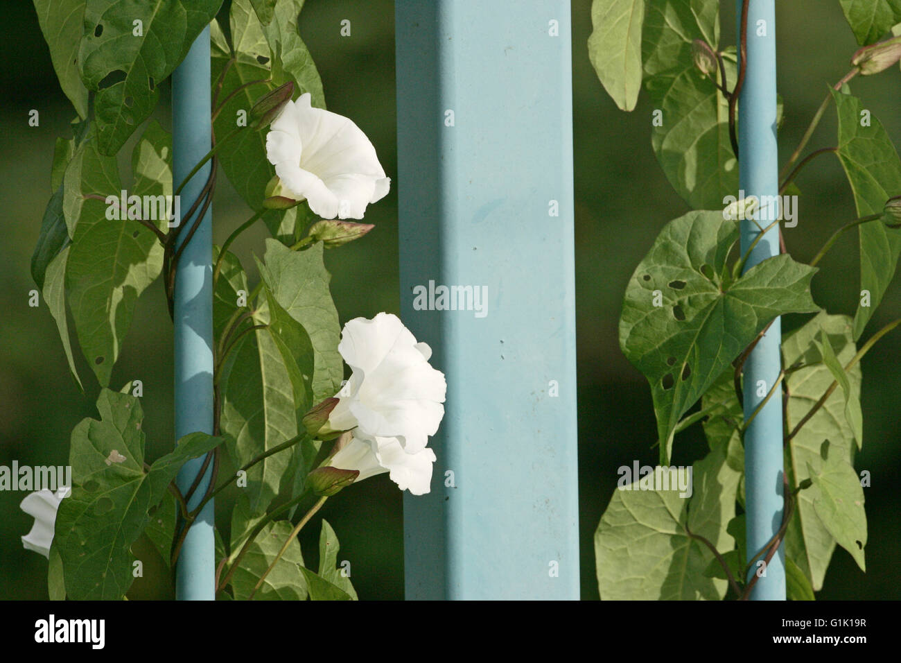Hedge centinodia Calystegia sepium sul ponte di ringhiere Dorset Inghilterra Foto Stock