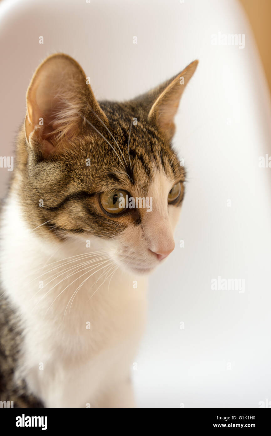 Gatto in casa Foto Stock