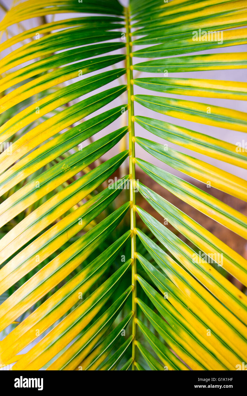 Albero tropicale Foto Stock