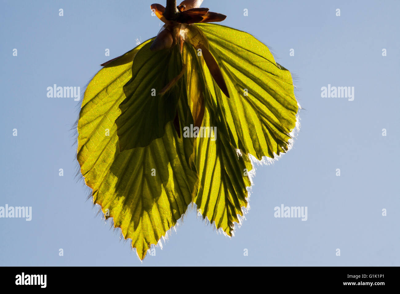 Il faggio Fagus sylvatica foglie fresche vicino Blandford Dorset England Regno Unito Foto Stock