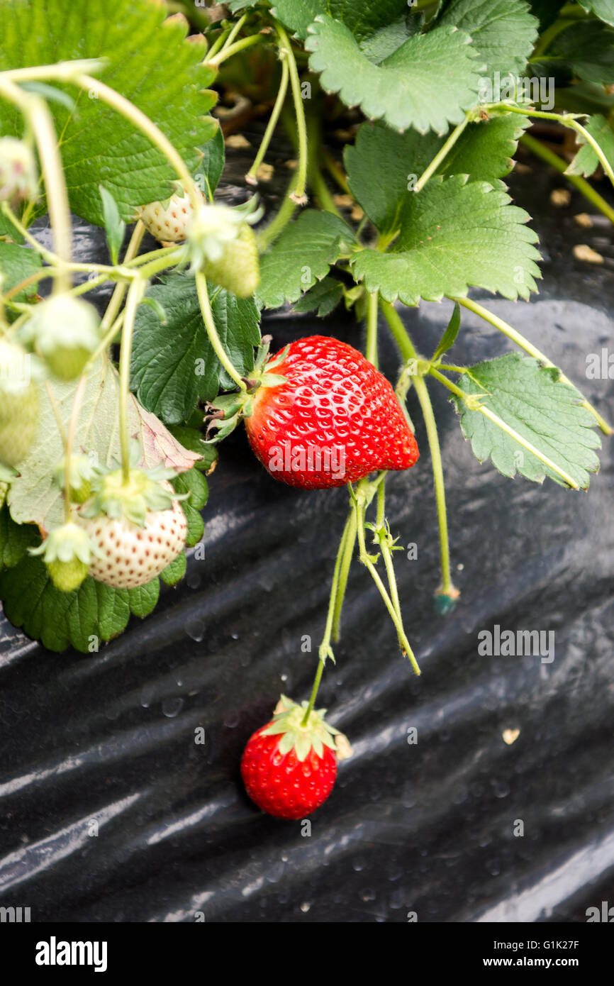 Filari di piante di fragola crescente undercover Foto Stock