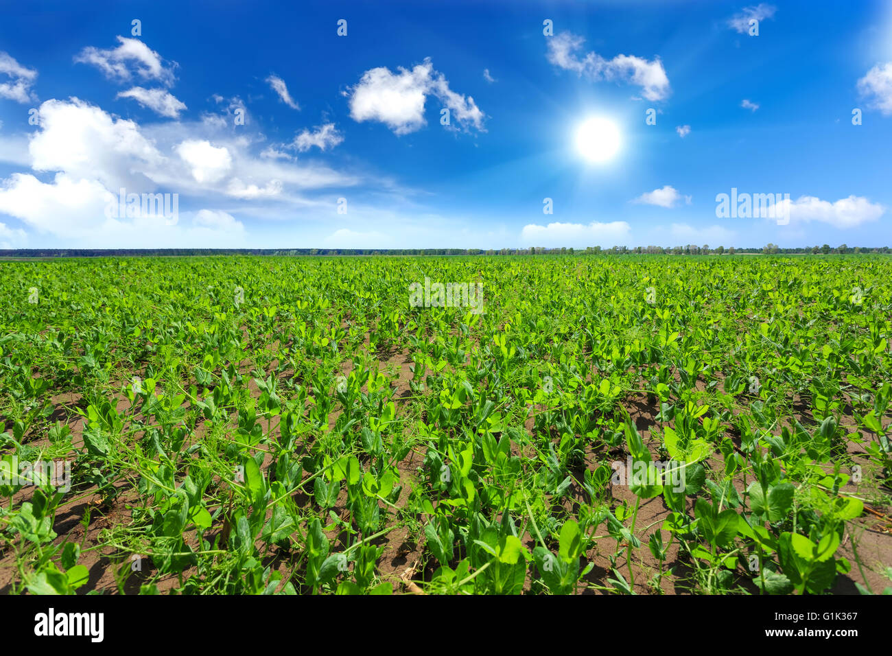 Campo di piselli Foto Stock