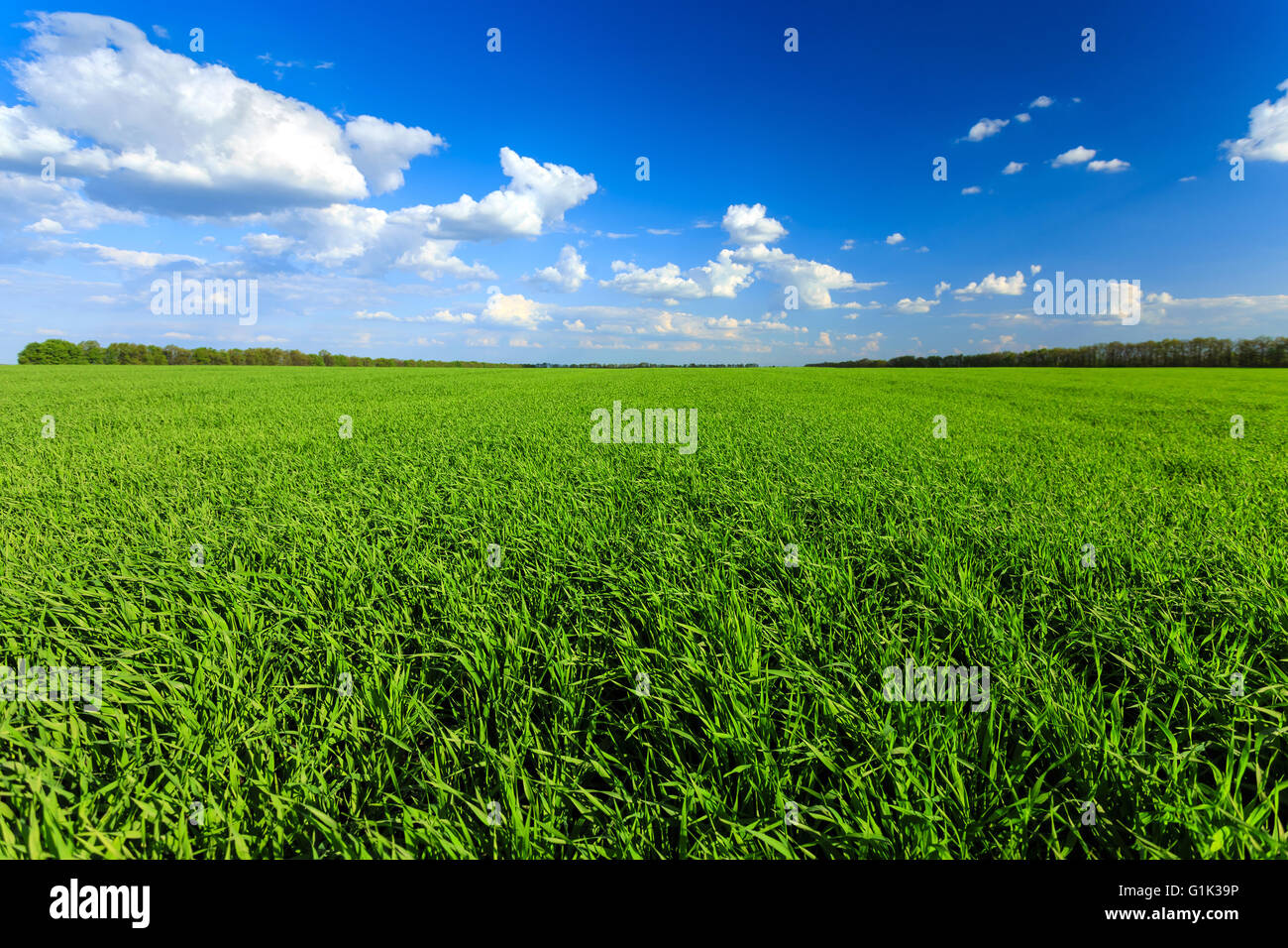 Grano campo agricolo Foto Stock