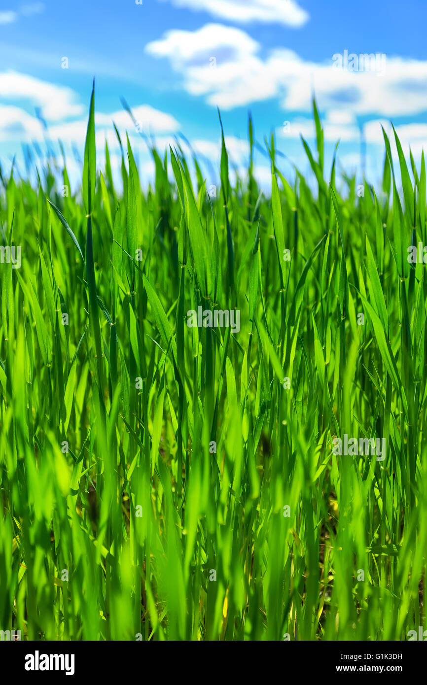 Grano campo agricolo Foto Stock