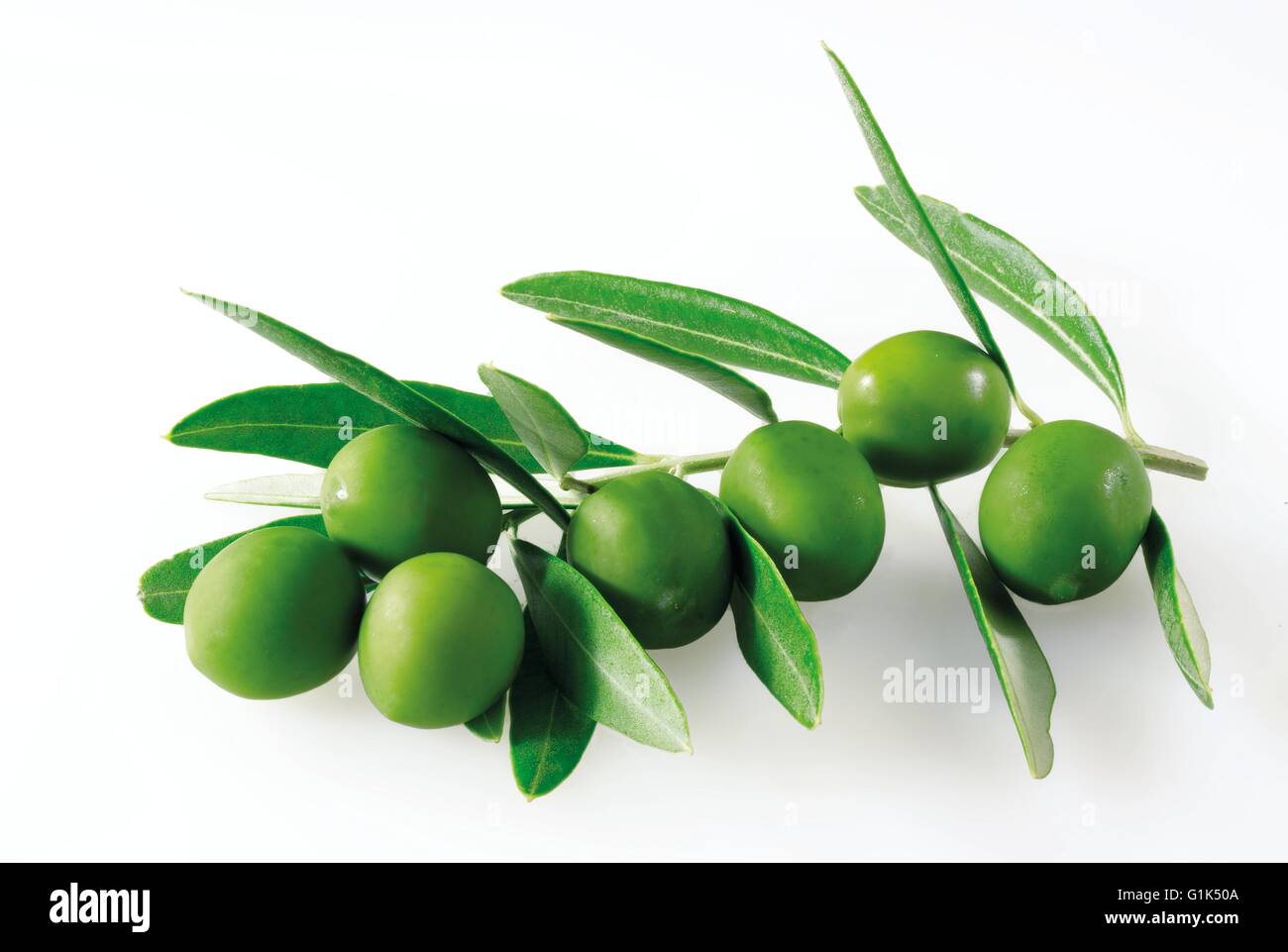 Close up raccolti freschi olive verdi su un ramo con foglie - sfondo bianco tagliato fuori Foto Stock