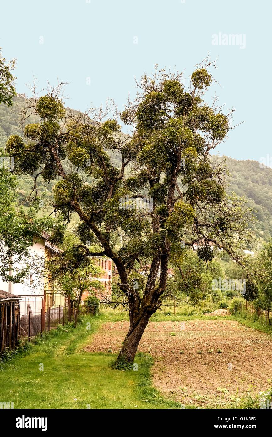 Albero con i miscugli Foto Stock