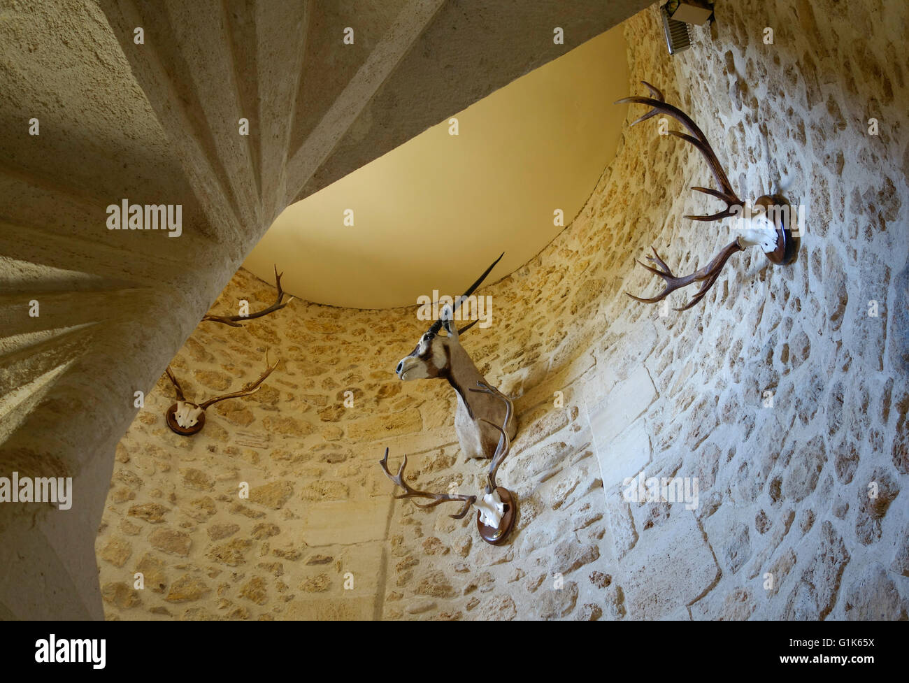 Trophees corna sulla parete nella torre del castello. Foto Stock