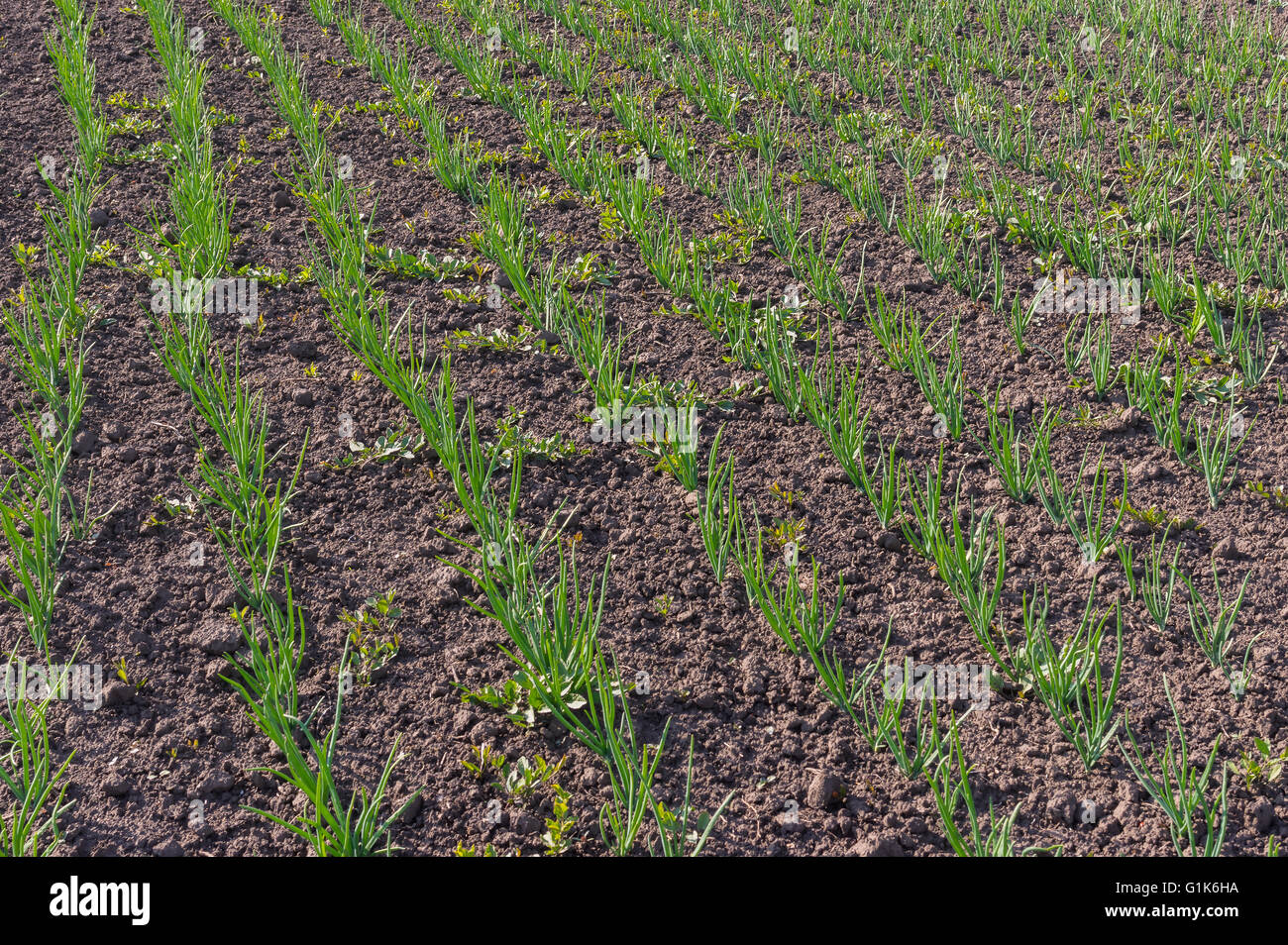 Letto di cipolle organico nel giardino di primavera Foto Stock