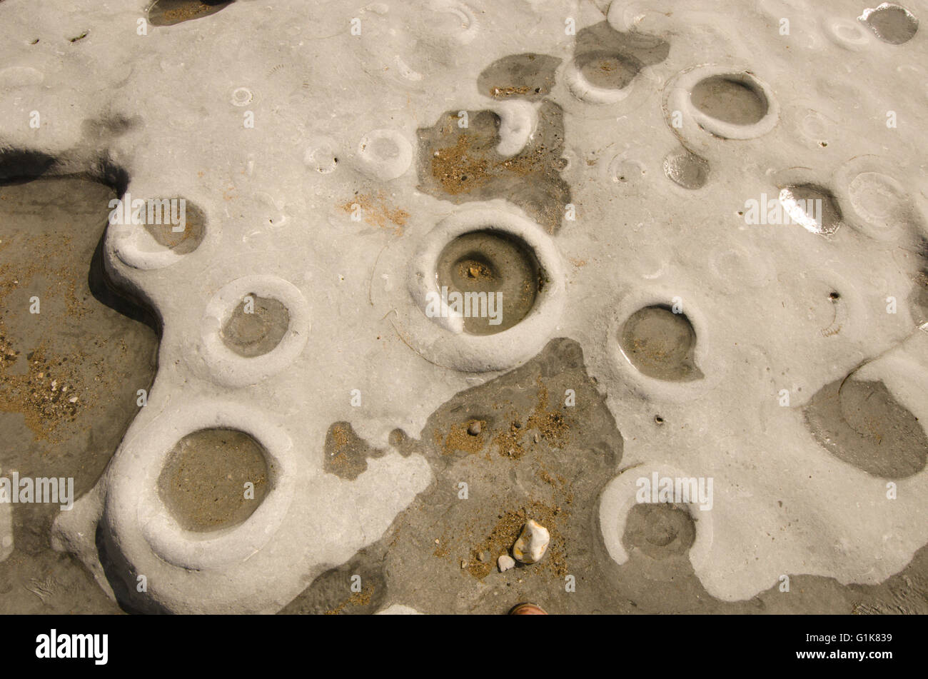 Ammonita fossili sul 'Ammonita marciapiede' beach a Lyme Regis, Dorset, Regno Unito. Foto Stock