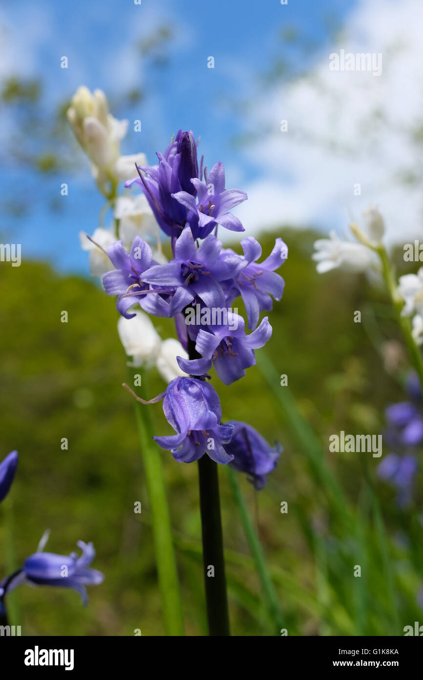 Common Bluebell fiori, Hyacinthoides non scripta. Foto Stock