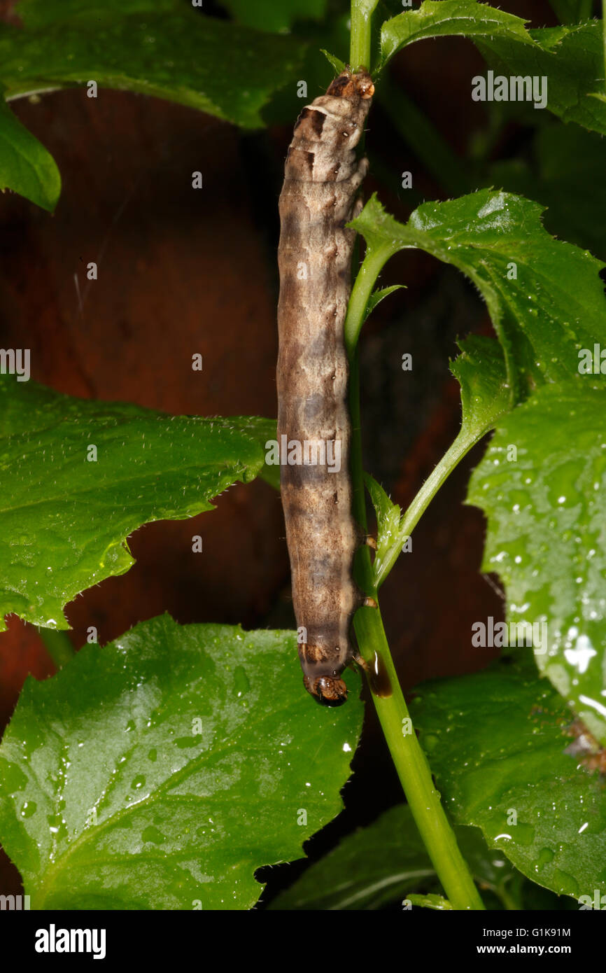 Minore Underwing giallo moth caterpillar. Noctua arriva Foto Stock