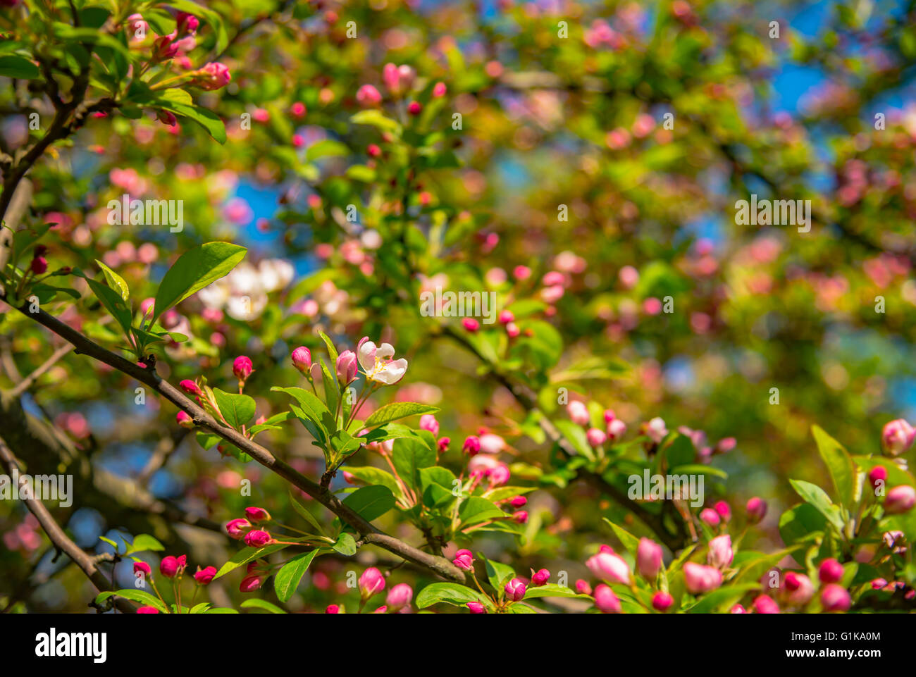 Blooming melo in primavera. Foto Stock