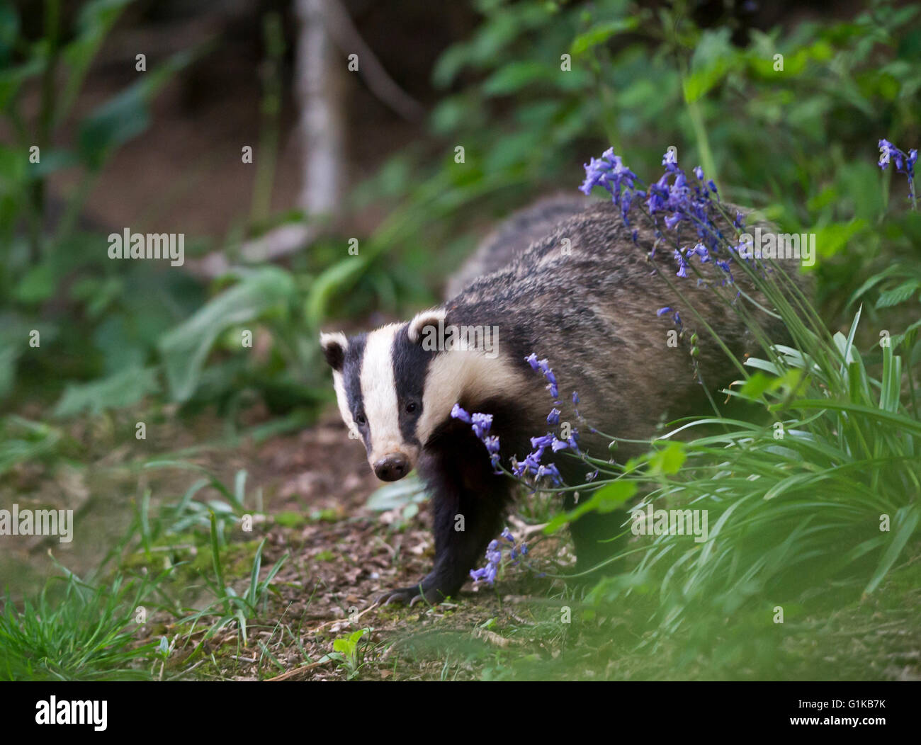 Europea (Badger Meles meles) rovistando nel bosco Foto Stock