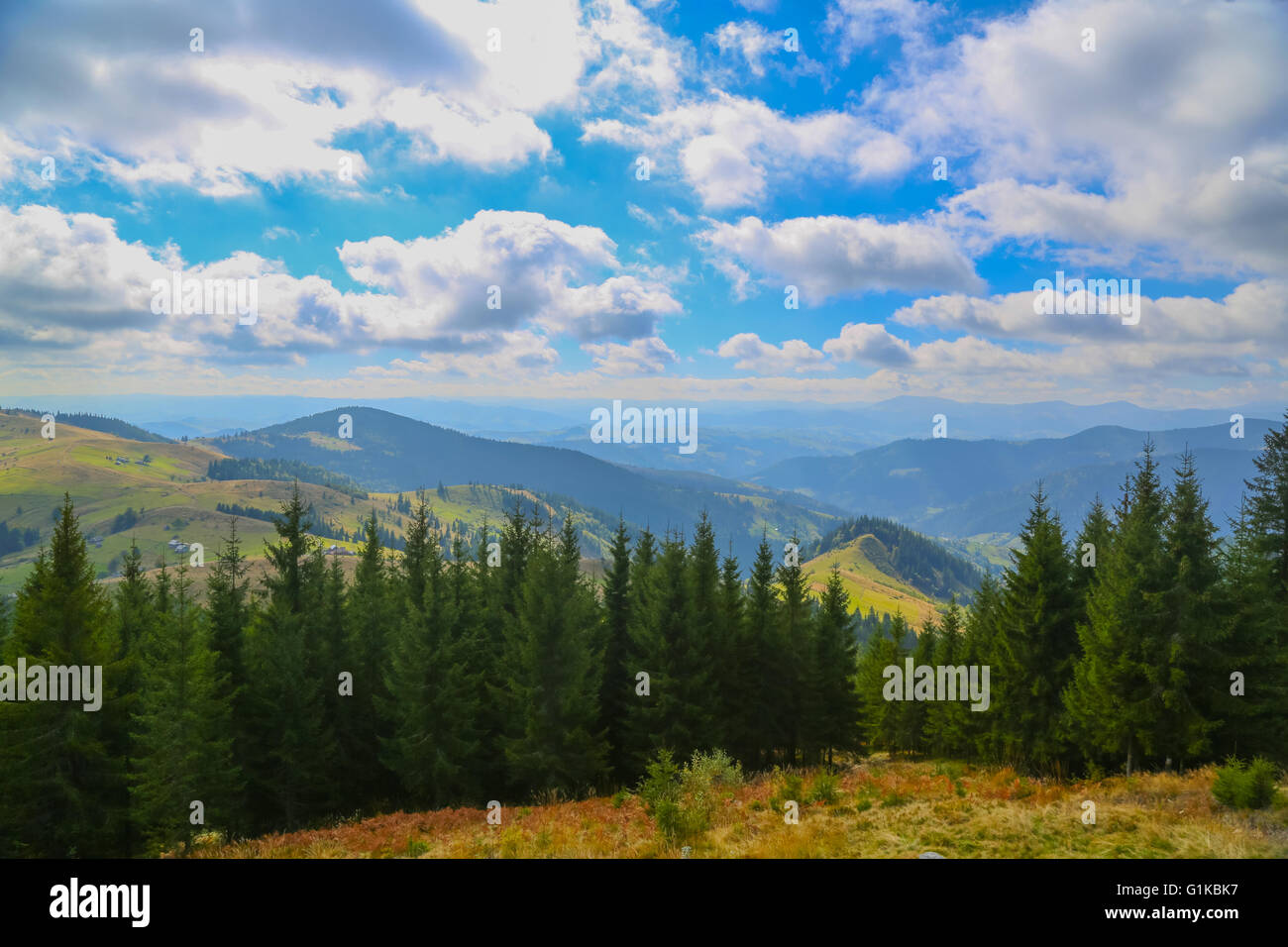 Il verde degli abeti nelle colline in una giornata di sole Foto Stock