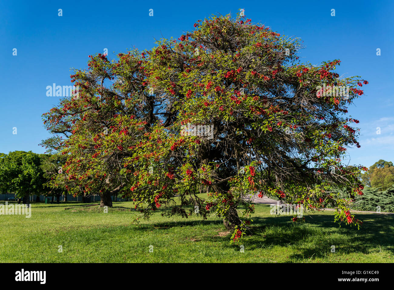Erythrina cristina galli o Ceibo o cockspur coral tree, fiore nazionale di Argentina, Buenos Aires, Argentina Foto Stock