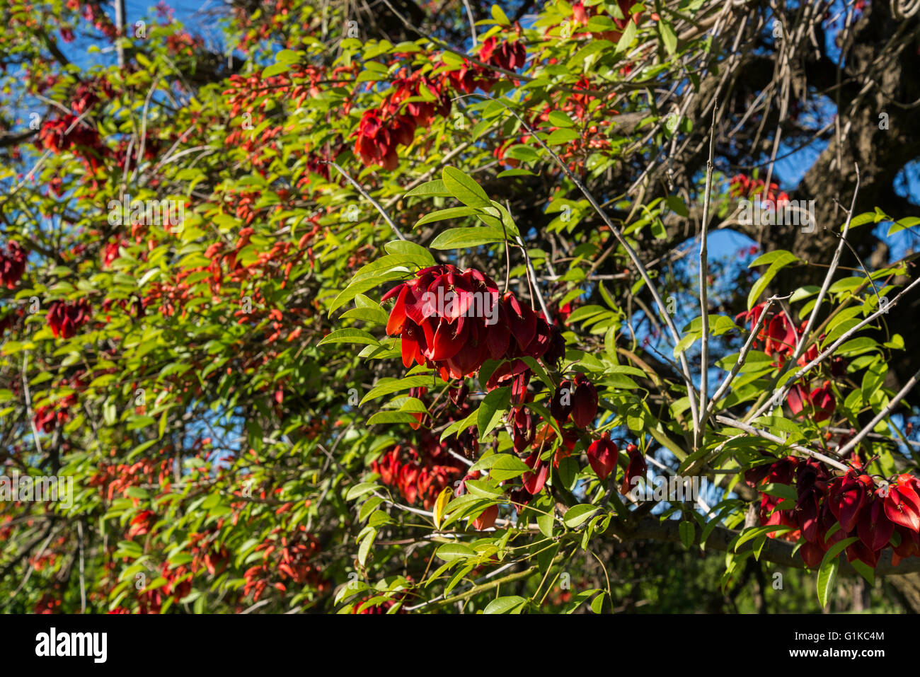Erythrina cristina galli o Ceibo o cockspur coral tree, fiore nazionale di Argentina, Buenos Aires, Argentina Foto Stock
