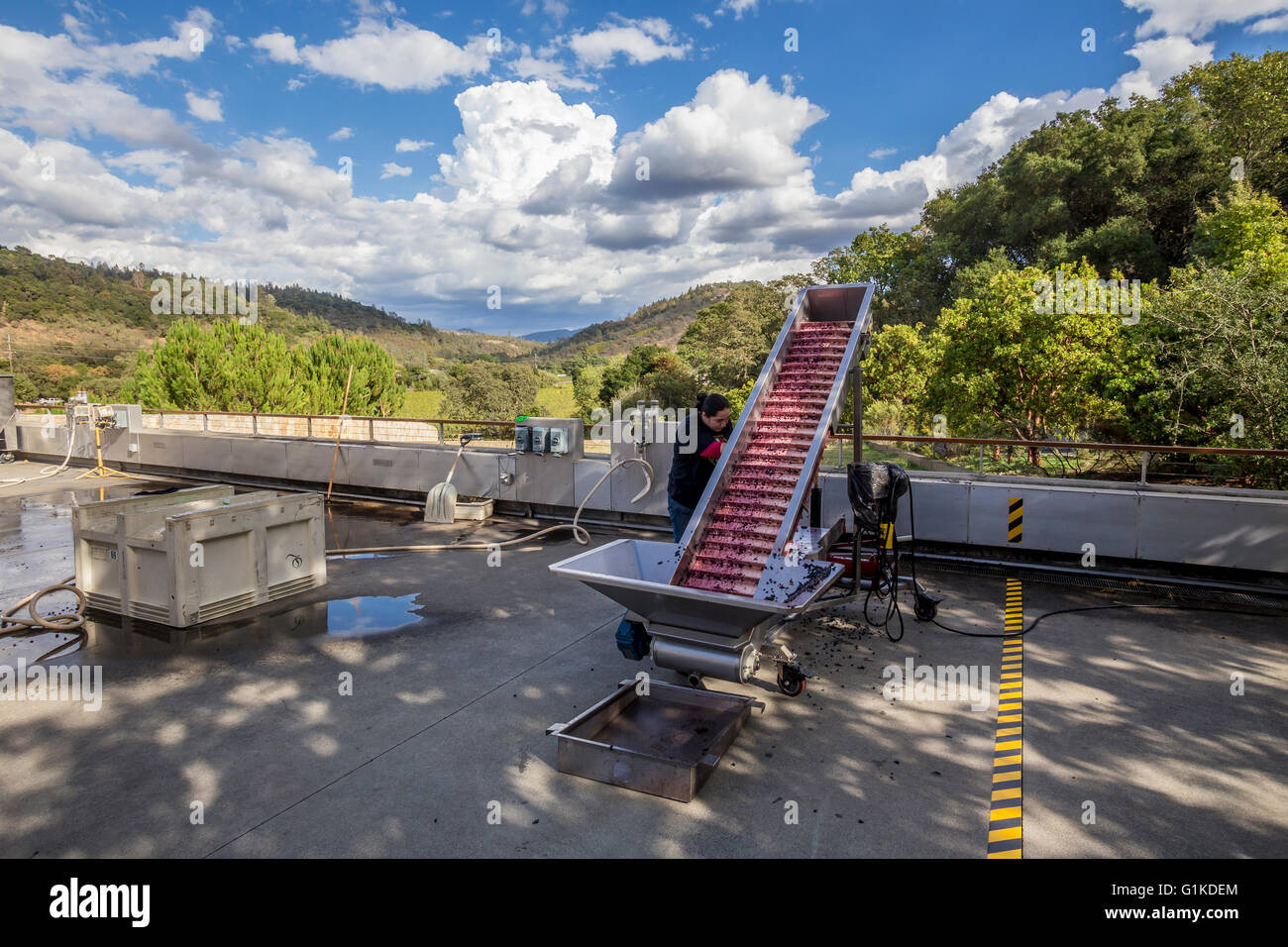 Lavoratore la pulizia del nastro trasportatore per macchina diraspatura, schiacciare pad, quintessa, Rutherford, Napa Valley, California Foto Stock
