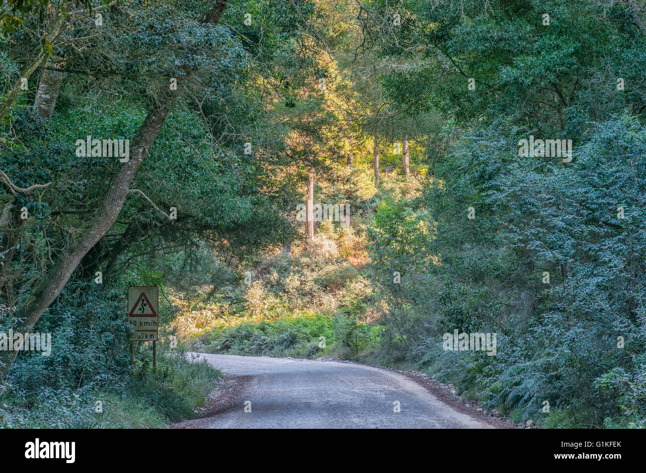 La mattina presto sulla strada da Knysna attraverso una foresta indigena a Diepwalle. Un cartello stradale è visibile Foto Stock