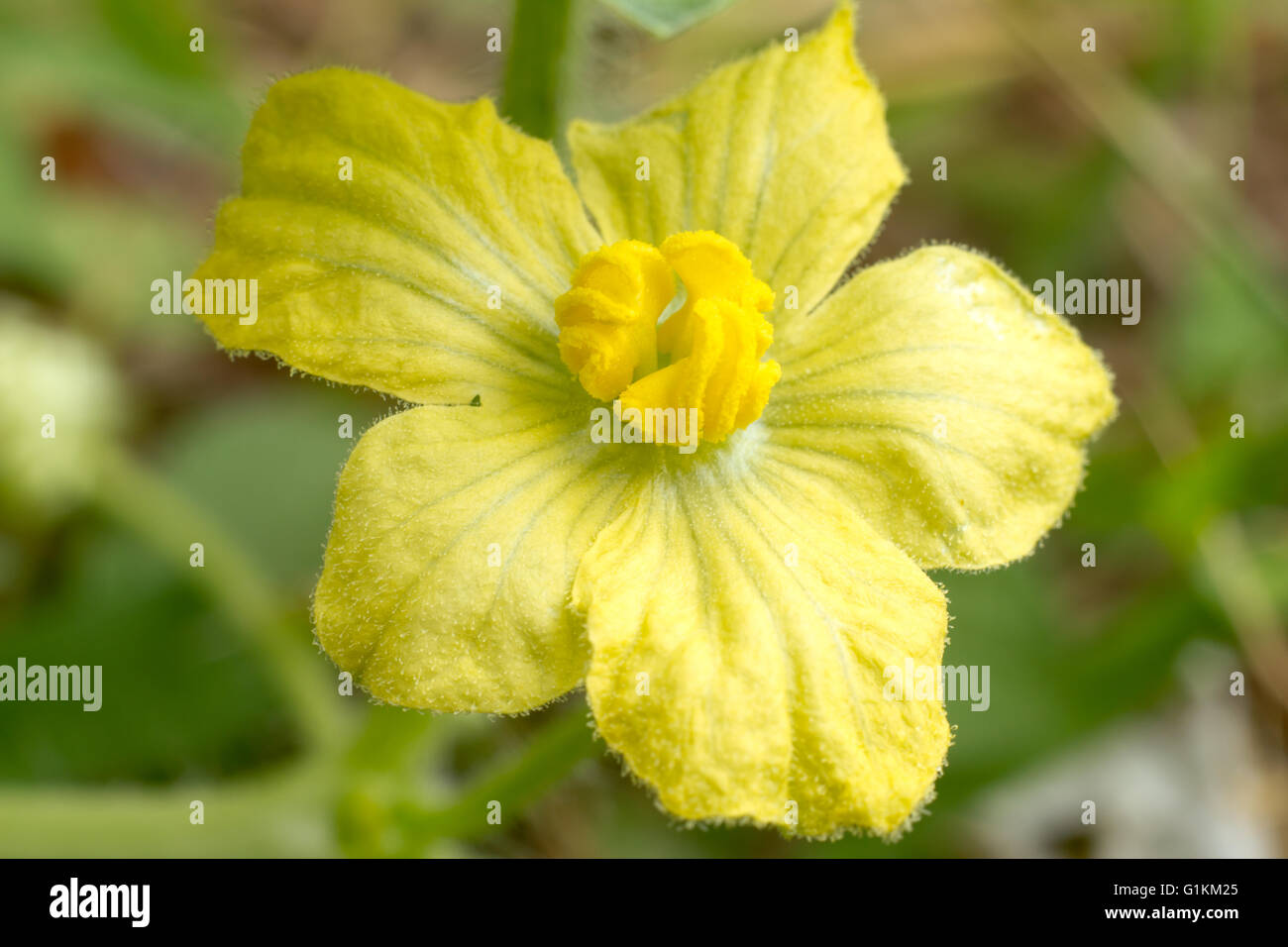 Fiore di agricoltura biologica, close up anguria fiore Foto Stock