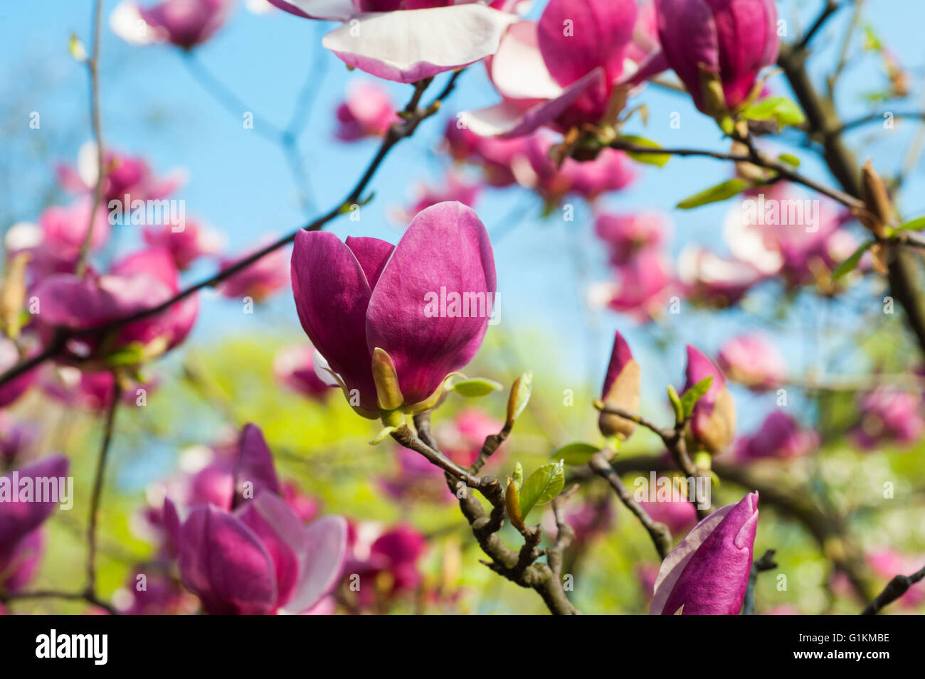 Bloomy albero di magnolia con grandi fiori di colore rosa in giardino Foto Stock