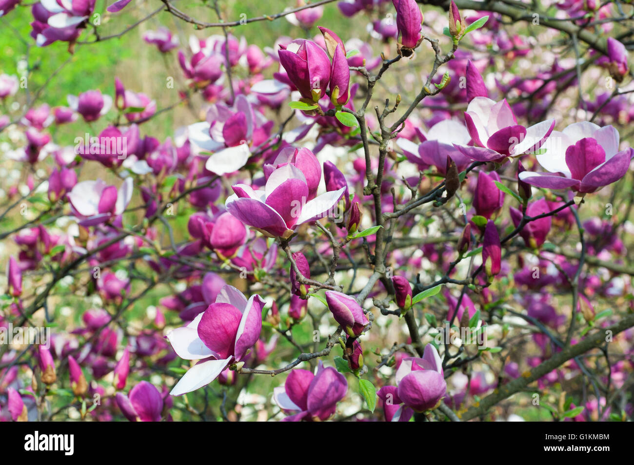 Bloomy albero di magnolia con grandi fiori di colore rosa in giardino Foto Stock