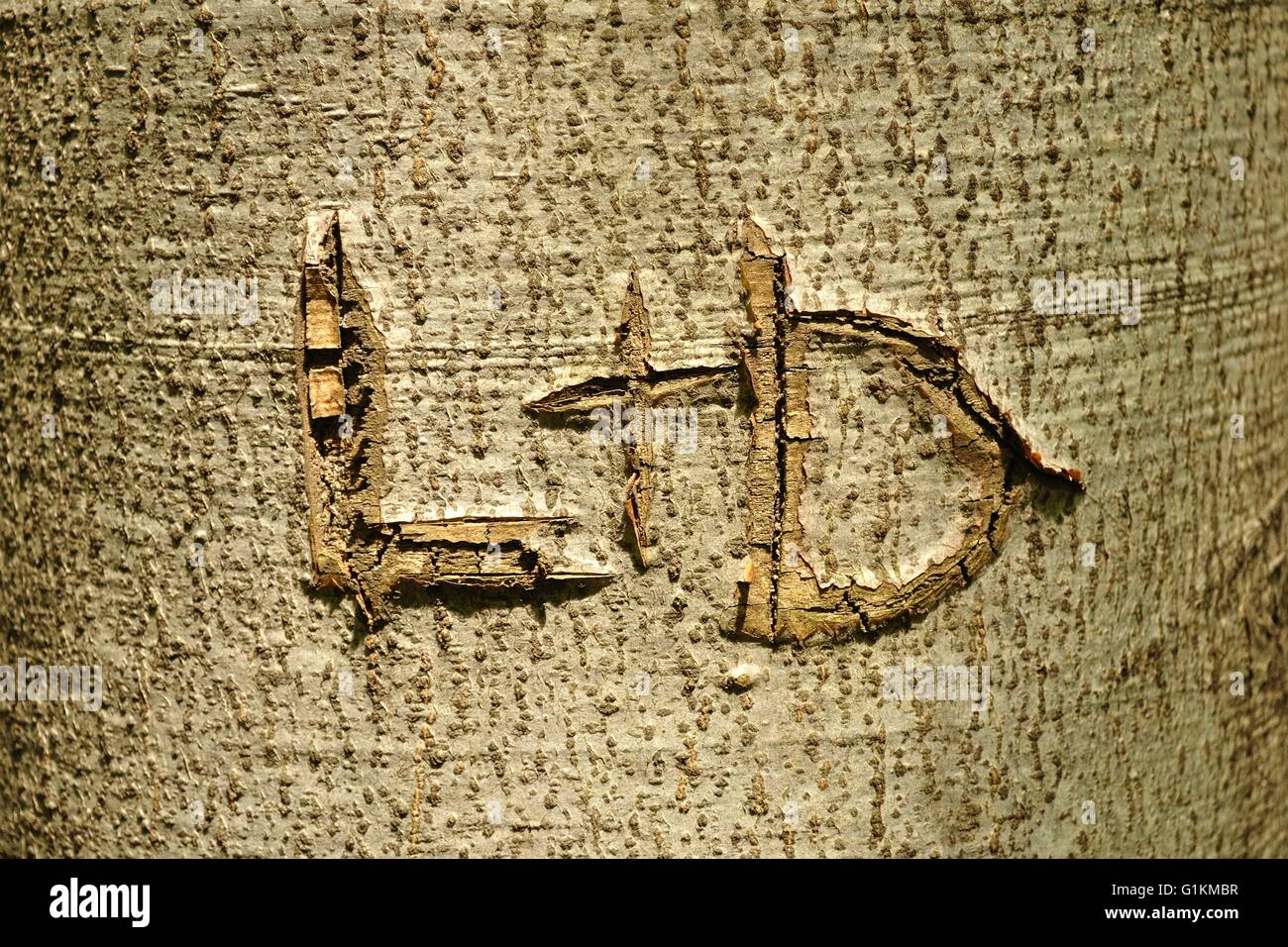 L e D lettere intagliate nel tronco di albero (L + D). Foto Stock