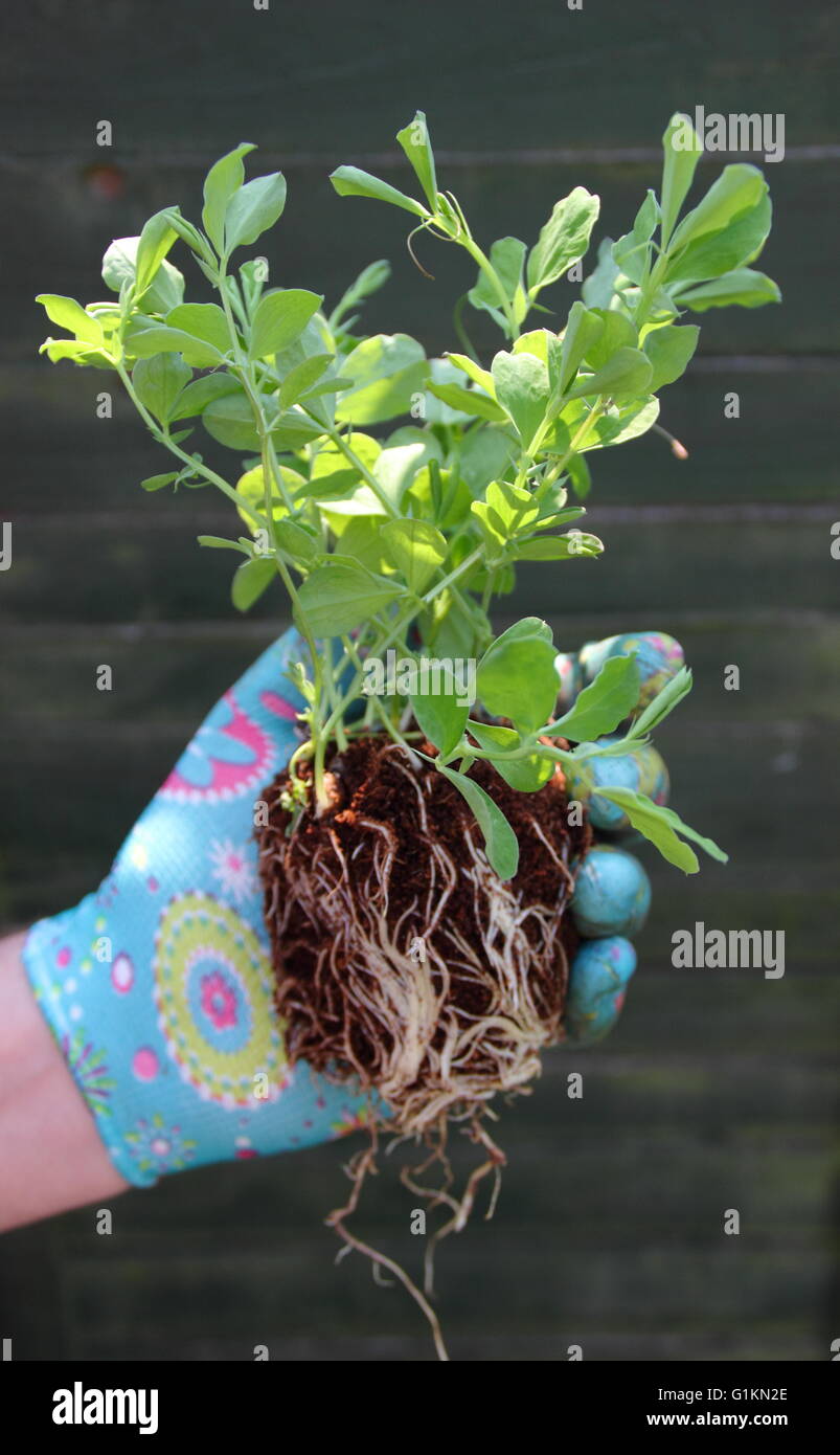 Lunghe Radici di giovani Spencer sweetpea varietà vegetali che sono pronti per essere piantati nella loro ultima posizione crescente, England Regno Unito Foto Stock