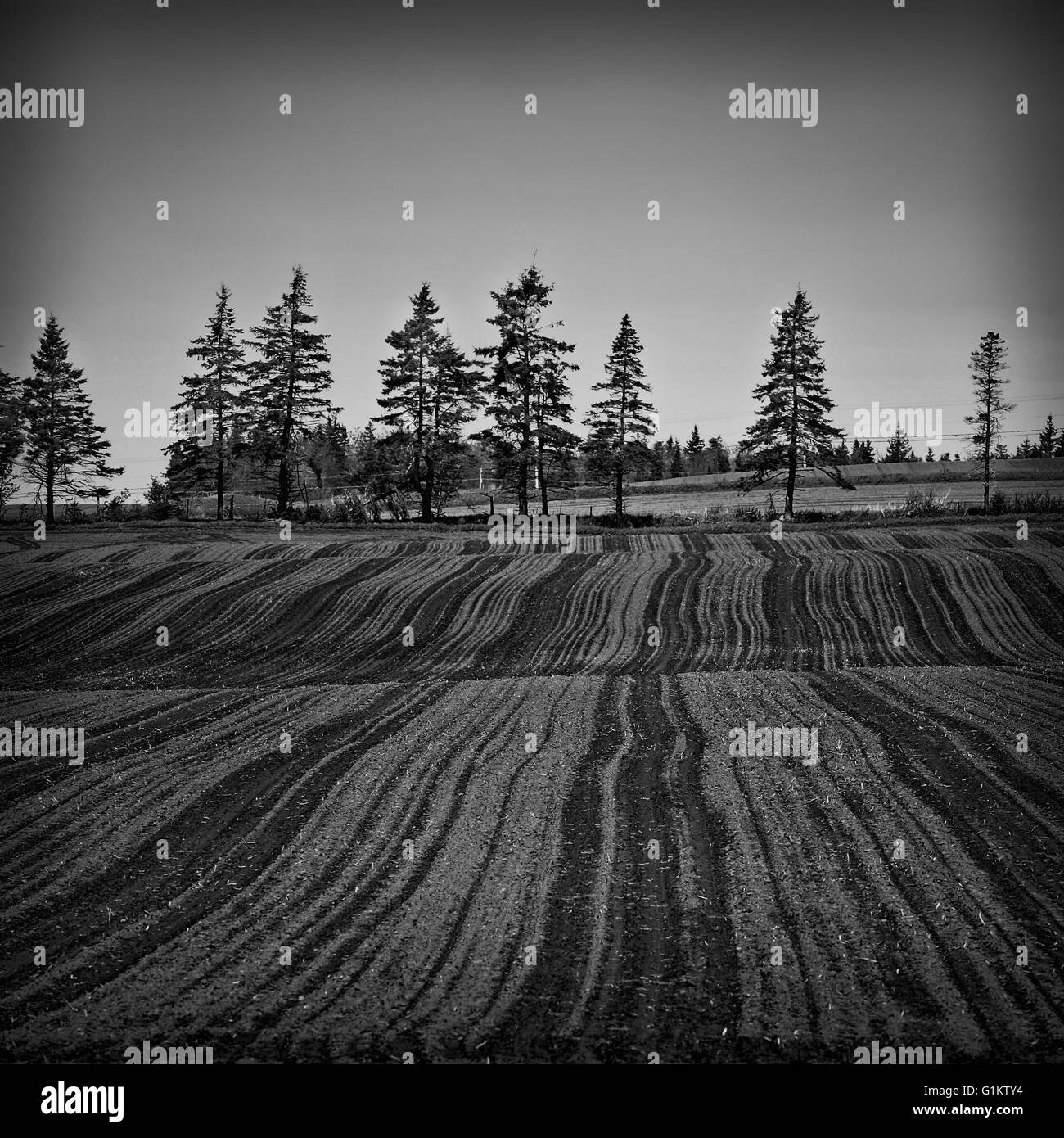 Un treeline sul bordo di un appena piantati campo di patate. Foto Stock