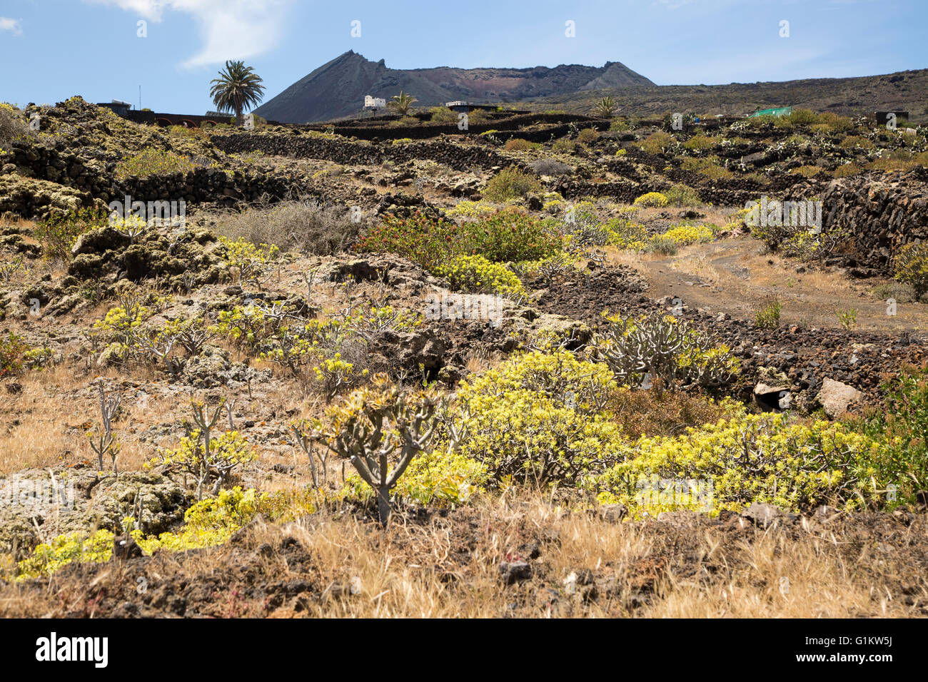 Euphorbia balsamifera e Kleinia Nerifolia crescente sui flussi di lava Malpais de Corona, Lanzarote, Isole Canarie, Spagna Foto Stock