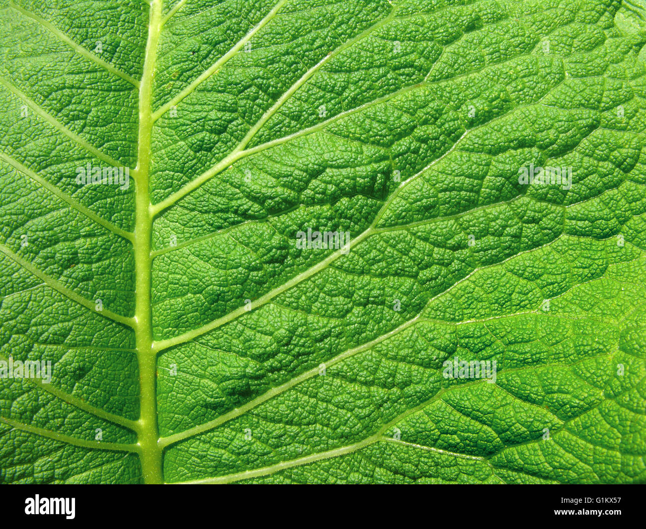 Superficie di foglia come sfondo Foto Stock