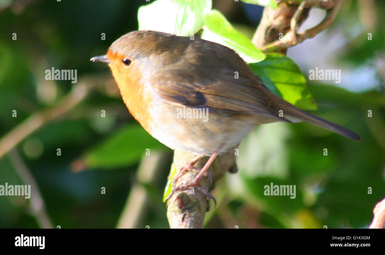 Il Pettirosso Foto Stock