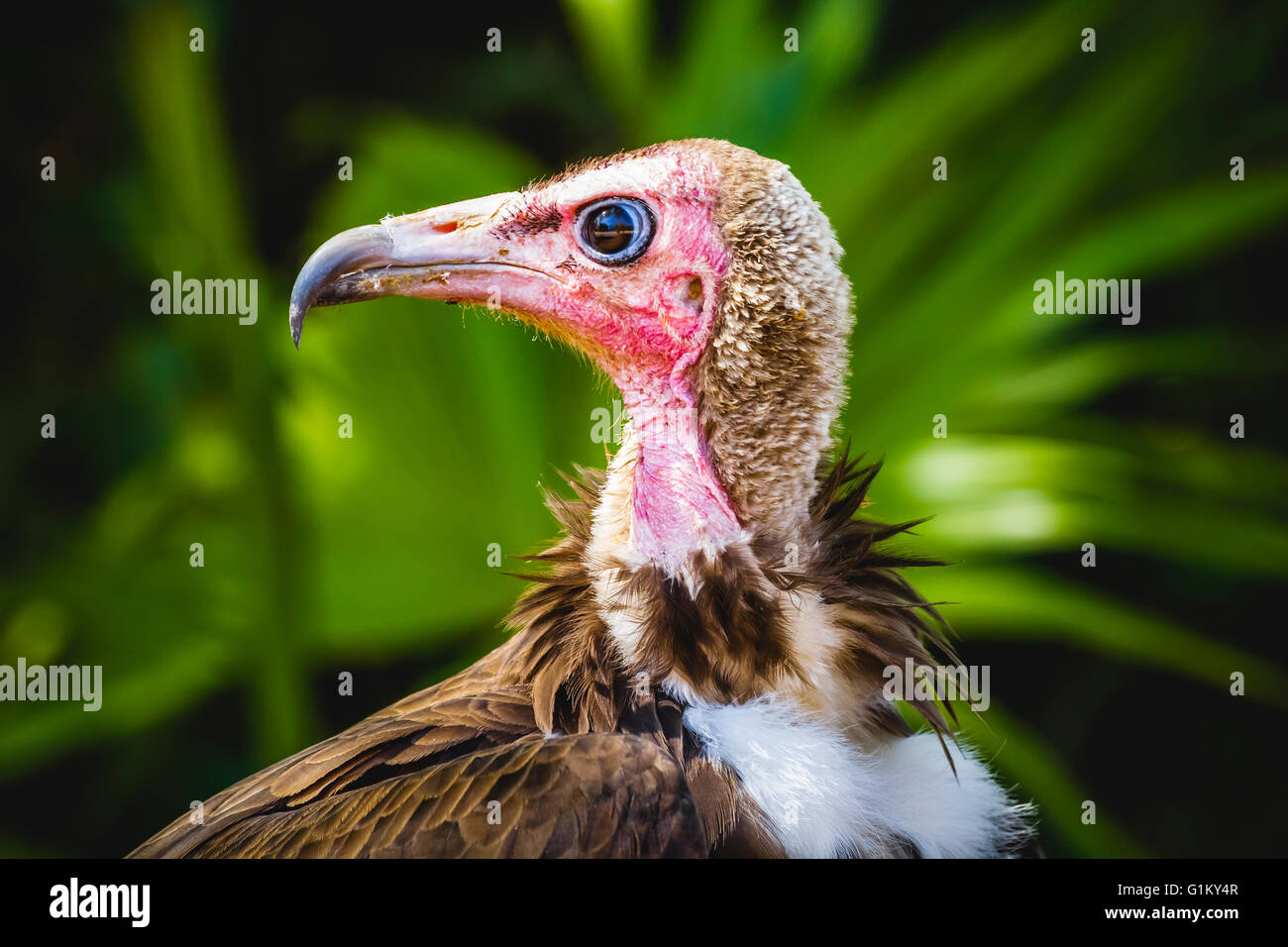 Vulture scavenger di dettaglio testa con grande becco e sguardo intenso Foto Stock