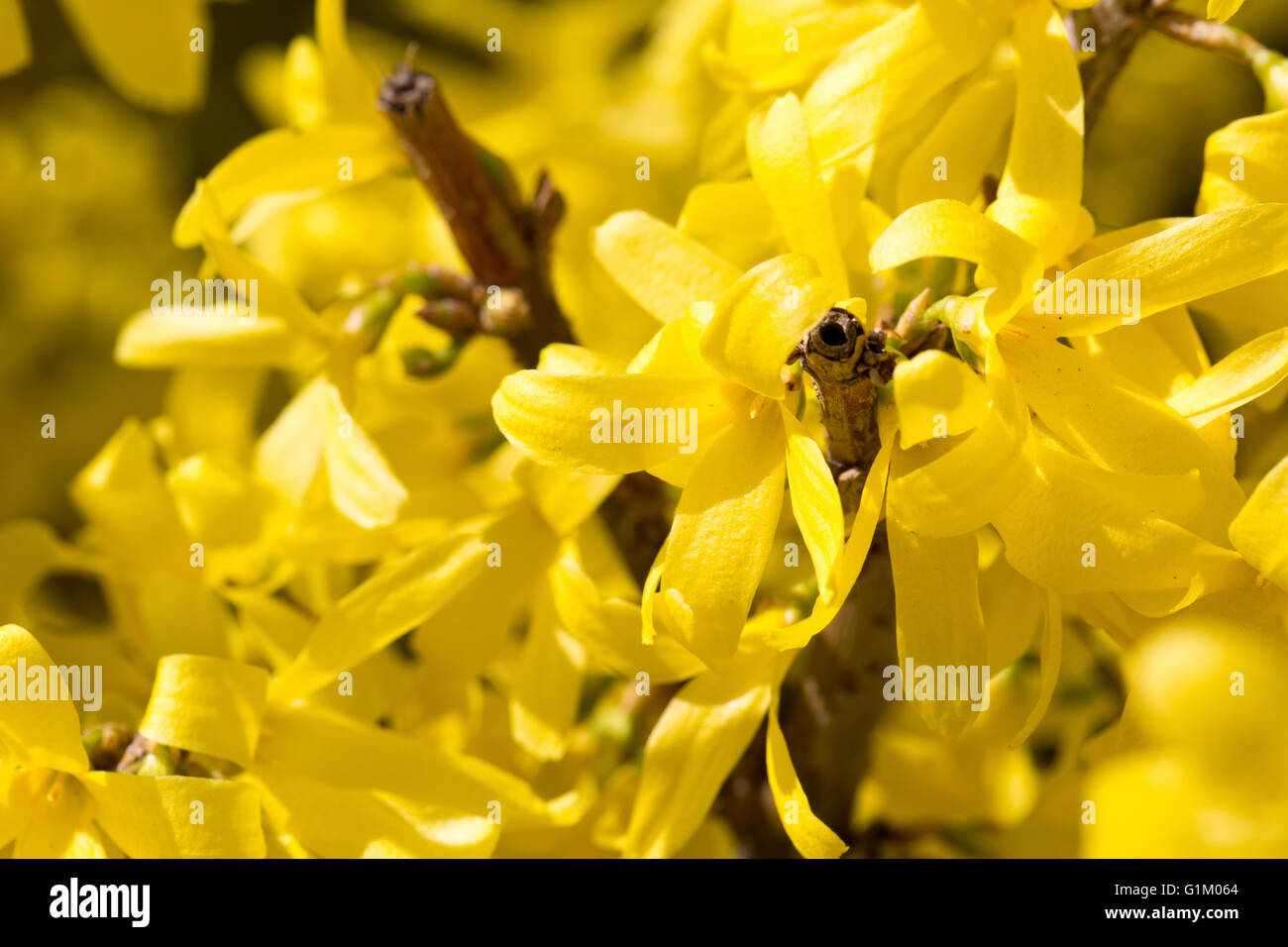 Cornus mas fiori gialli blossom. Foto Stock