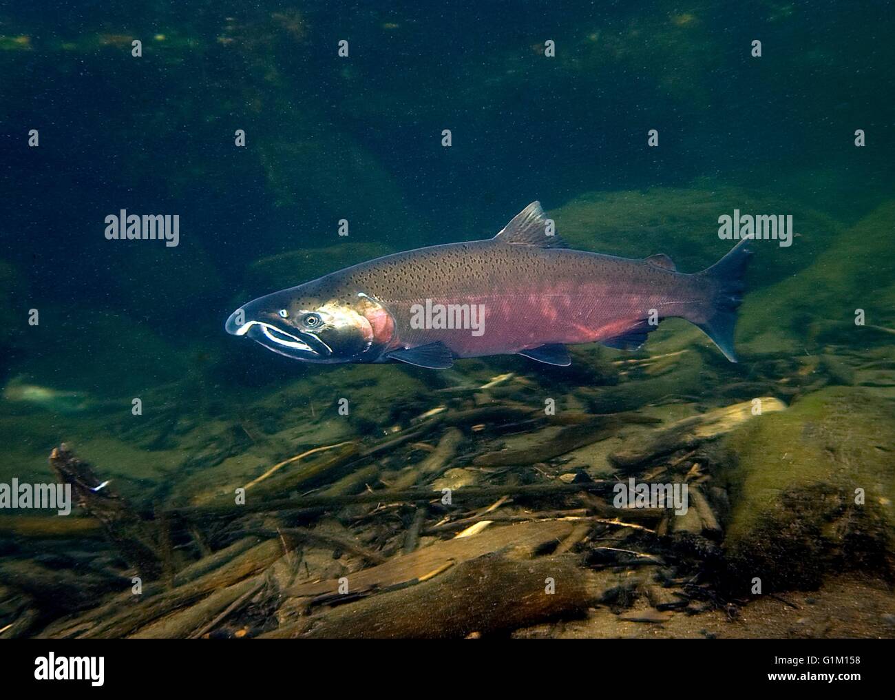 Salmone Coho nuotare in Eagle Creek incubatoio lungo il fiume Columbia in Estacada, Oregon. Foto Stock