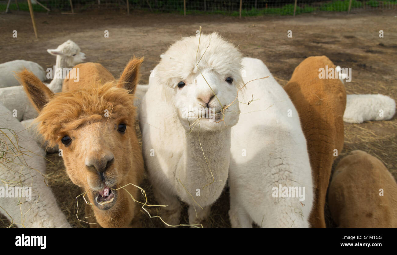 Curioso alpaca mangiare erba Foto Stock