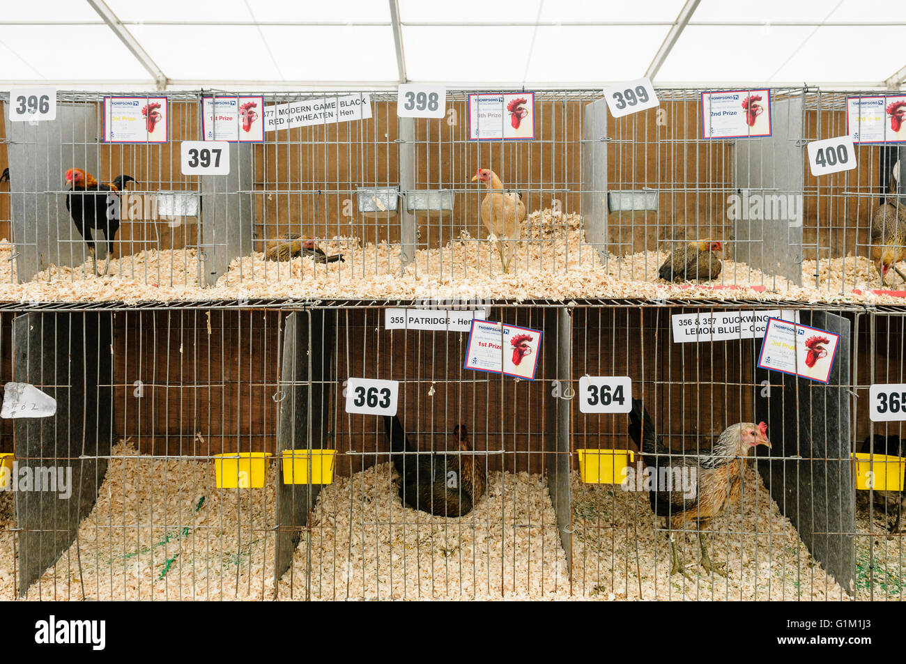 Razza rara galline in gabbie a uno spettacolo agricolo. Foto Stock