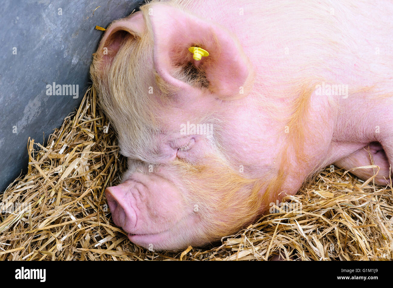Un britannico metà maiale bianco con un giallo orecchio RFID tag per l'identificazione di dormire sulla paglia in una piscina pigpen. Foto Stock