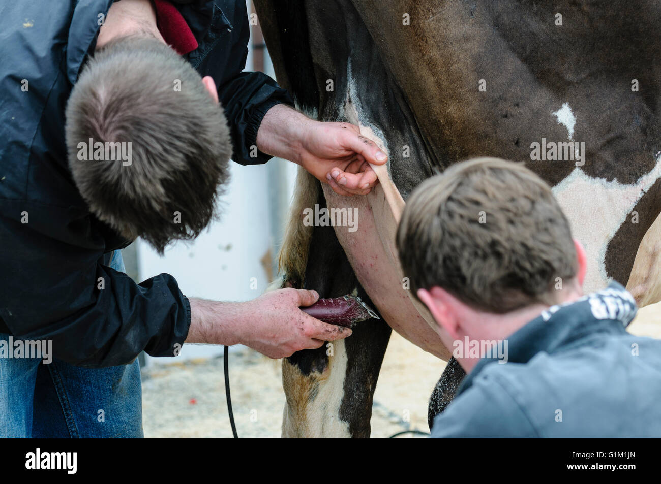 Due agricoltori radere le mammelle di una vacca usando un rasoio elettrico in preparazione per una mostra la concorrenza. Foto Stock