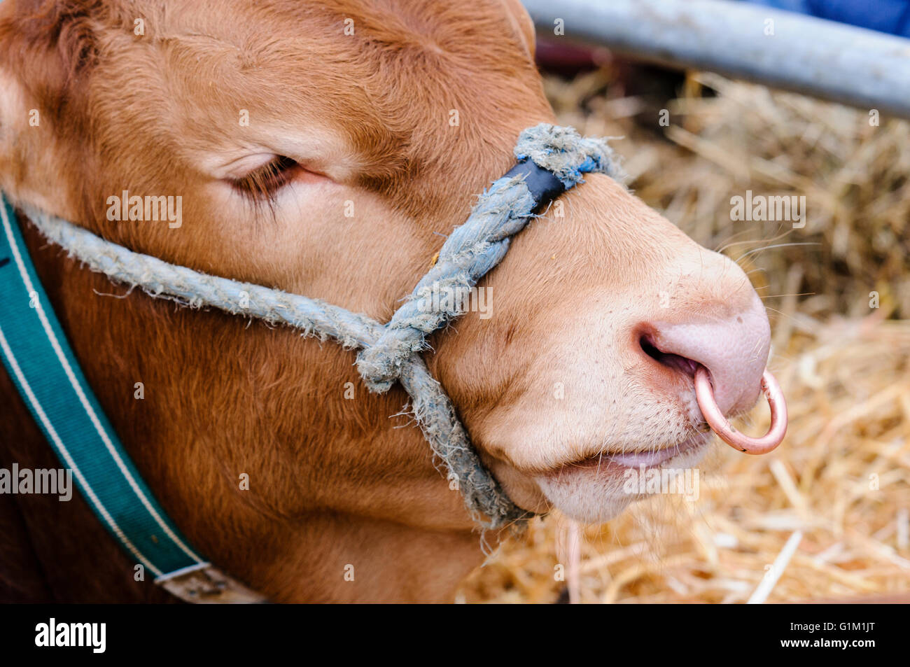 Limousin bull con anello attraverso il naso e la corda fondina in una stalla. Foto Stock