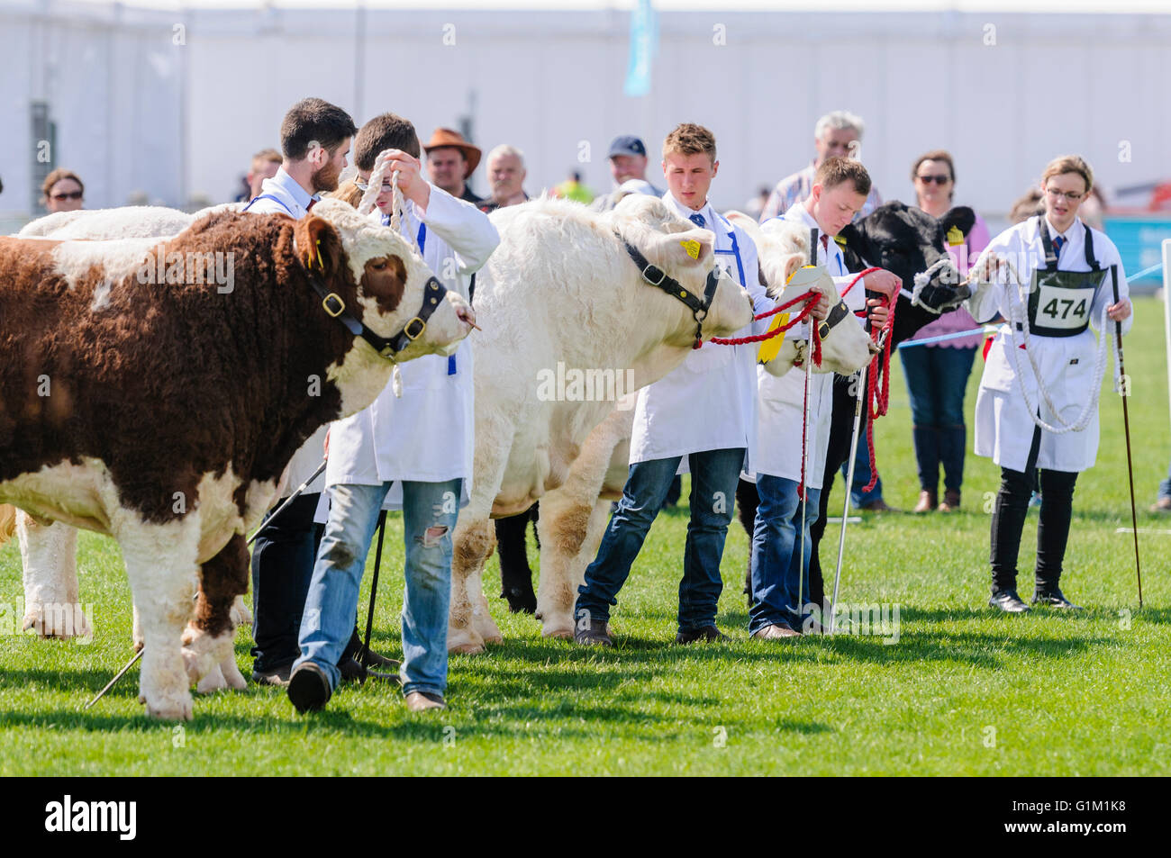 I giovani gestori di eventi mostra una varietà di razze bovine a una mostra agricola. Foto Stock