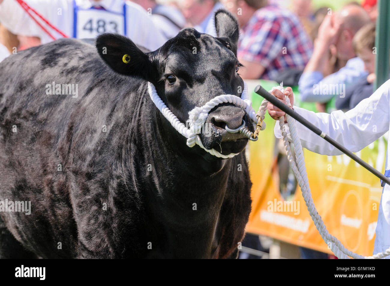 Handler mostra un Aberdeen Angus bovini di razza di vacca in una mostra agricola. Foto Stock