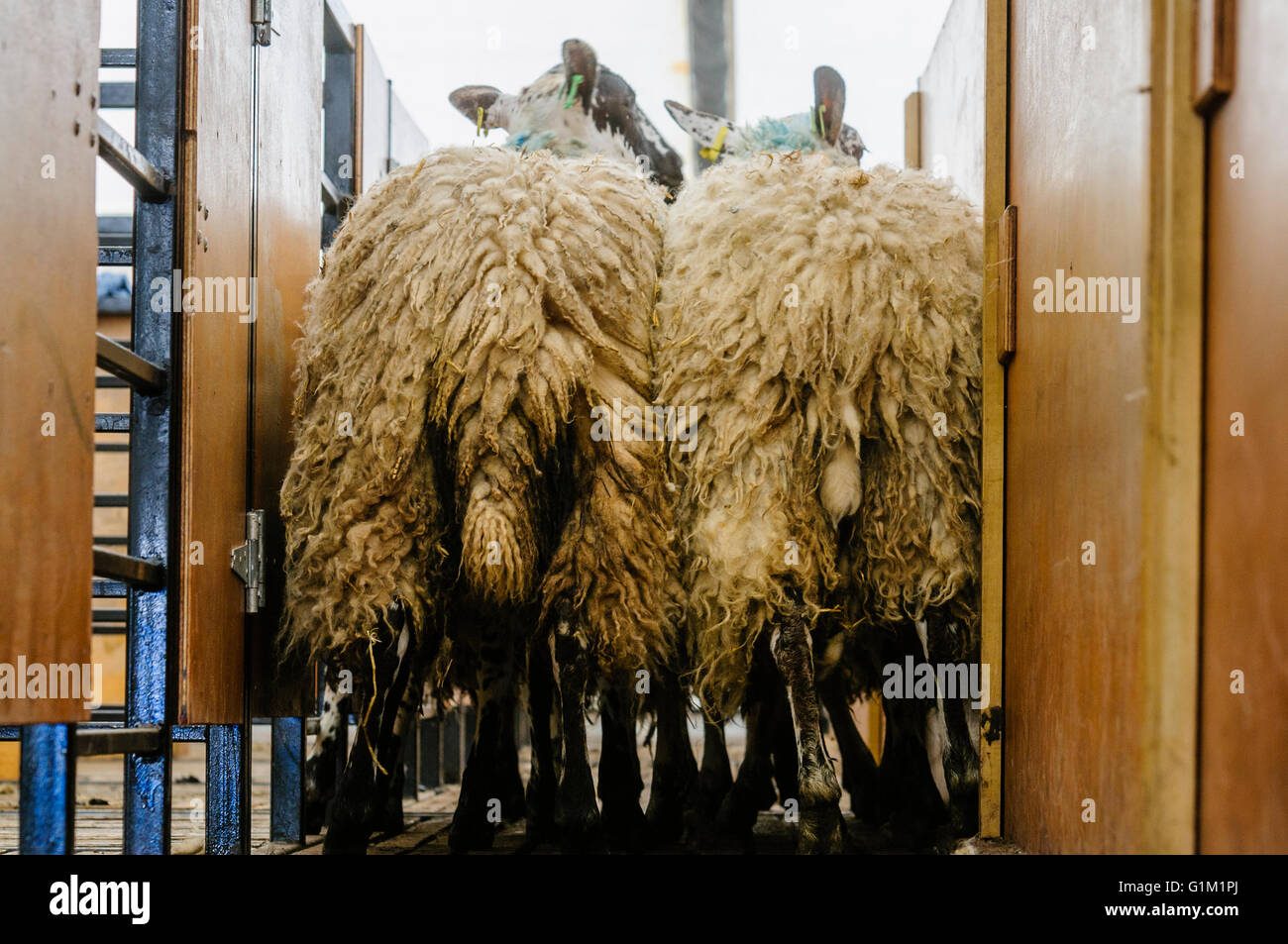 Pecore pronti per il taglio a piedi lungo una penna confinati in un mercato degli agricoltori. Foto Stock