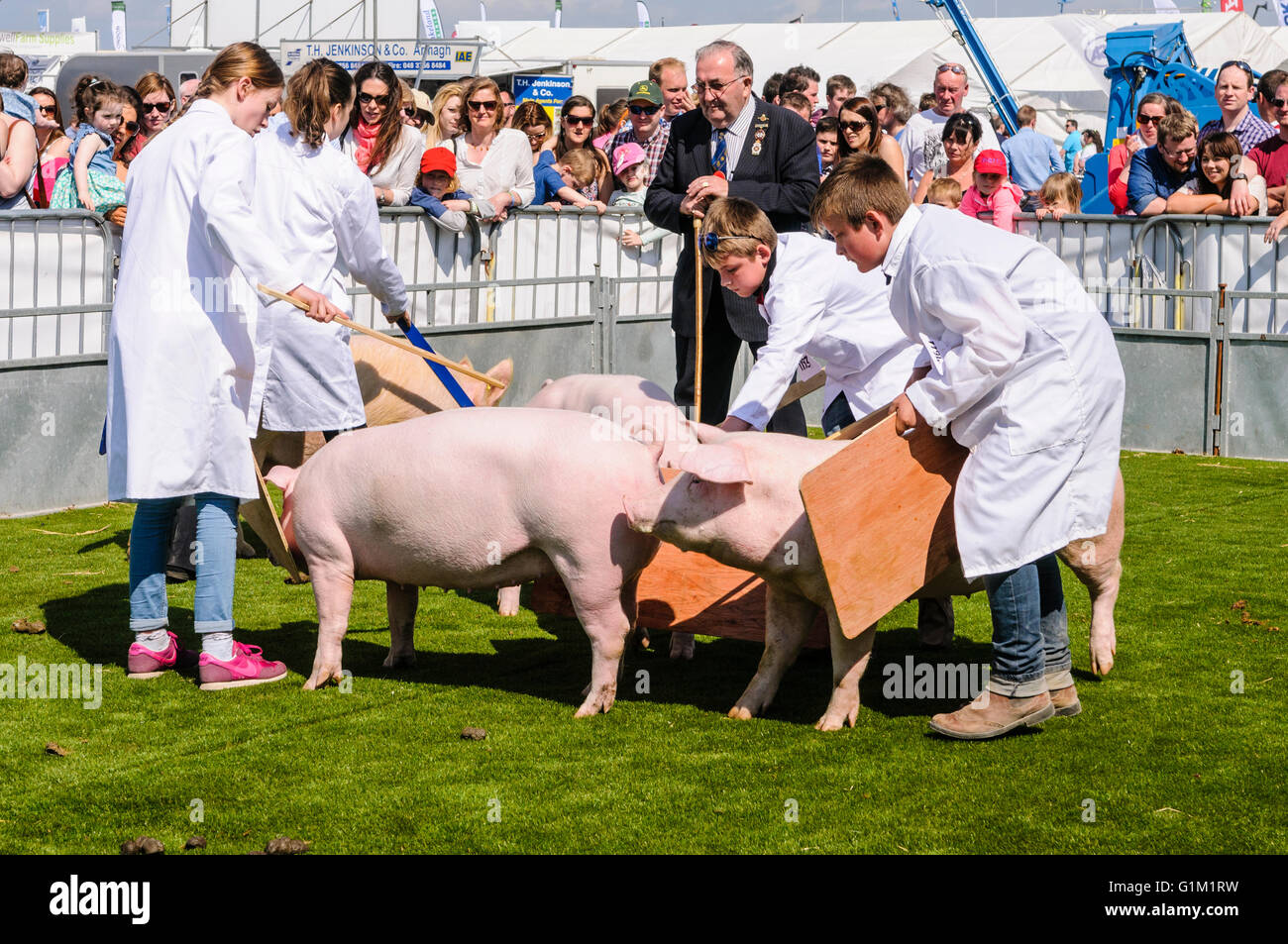 Quattro giovani agricoltori mostrano i loro suini le abilità di manipolazione per il giudice in un anello di giudizio a uno spettacolo agricolo. Foto Stock