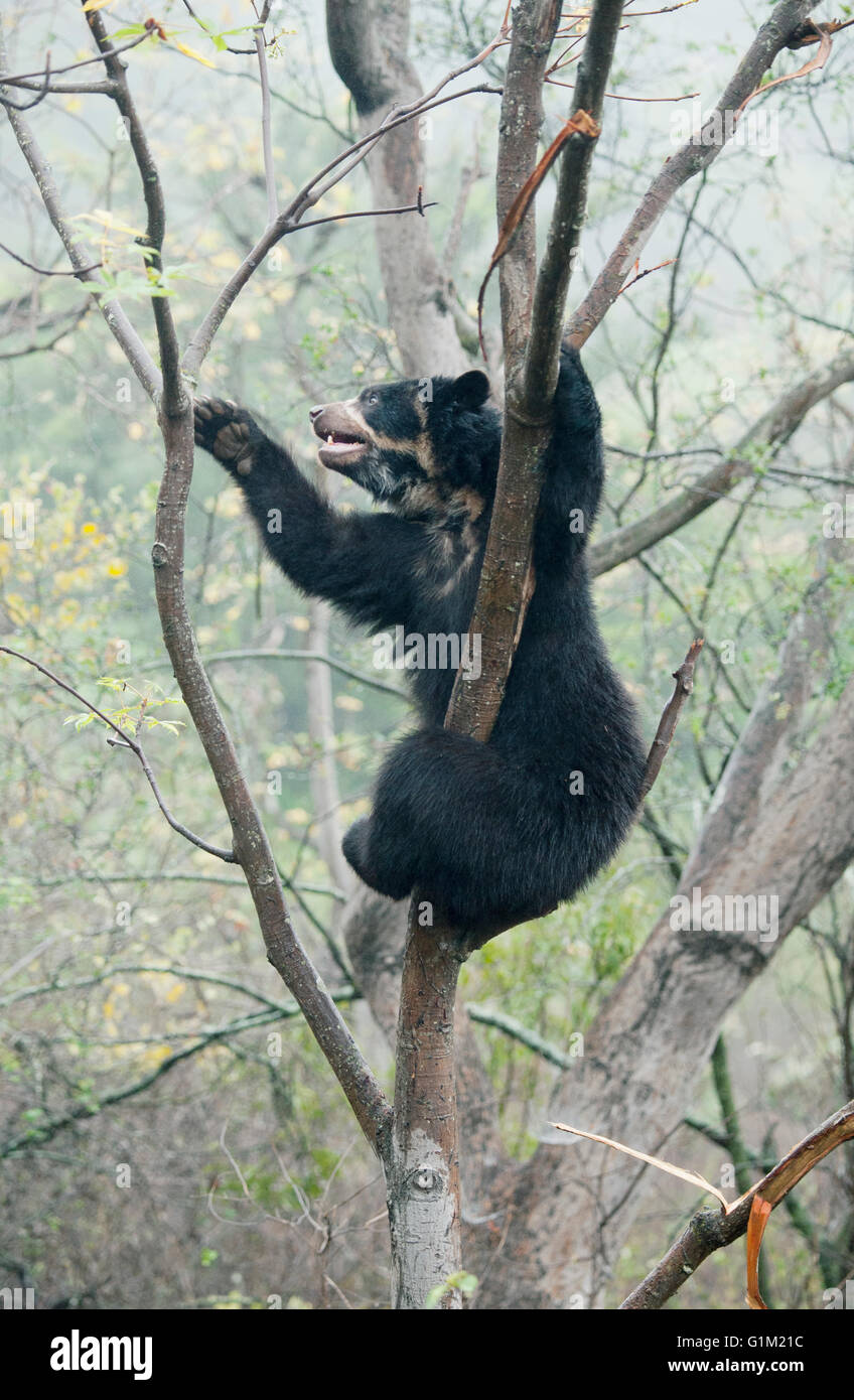 Spectacled Bear (Tremarctos ornatus) a 2 anno di età femmina, Chaparri Riserva, Lambayeque Provincia, Perù Foto Stock