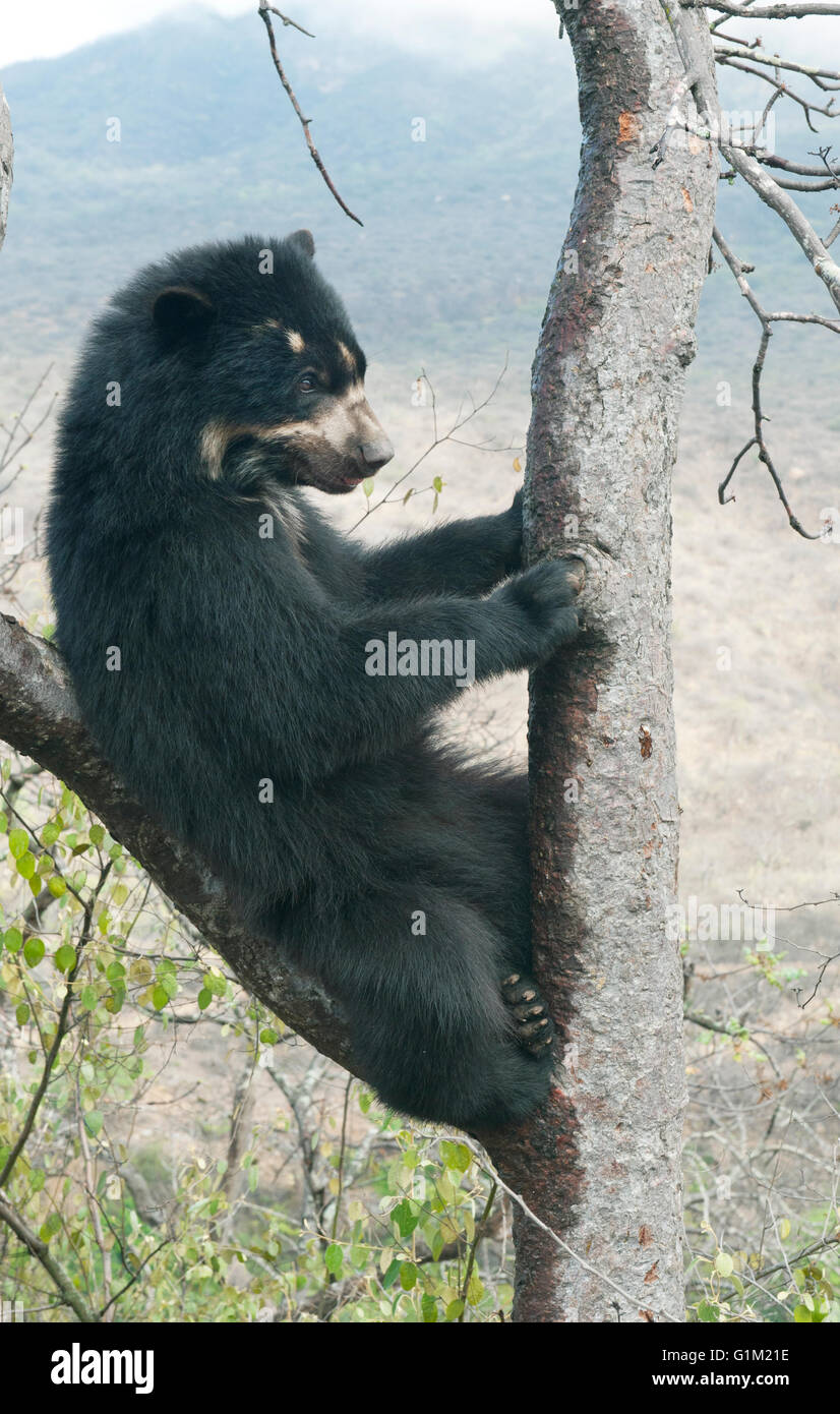 Spectacled Bear (Tremarctos ornatus) a 2 anno di età femmina, Chaparri Riserva, Lambayeque Provincia, Perù Foto Stock