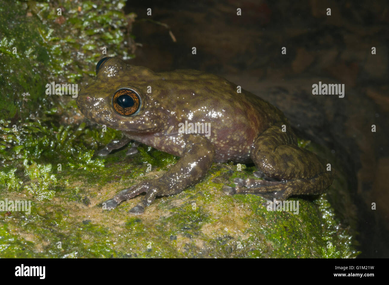 Cascata rana o Treefrog Torrent (Litoria nannotis), rana selvatici in cascata a spruzzo, in pericolo di estinzione, altopiano di Atherton, Queensland Foto Stock